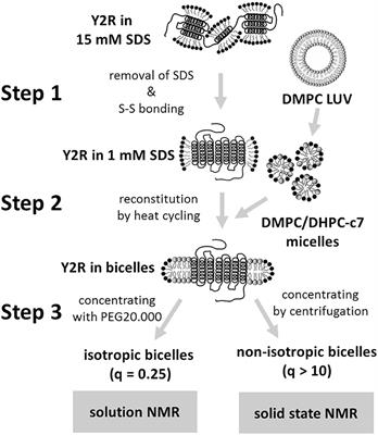 Improved in Vitro Folding of the Y2 G Protein-Coupled Receptor into Bicelles